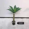 Bonsai details Picture